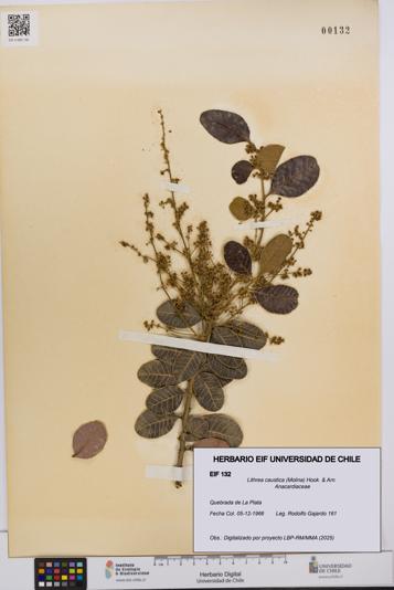 Lithrea caustica [Espécimen: UCH:EIF:0000132]