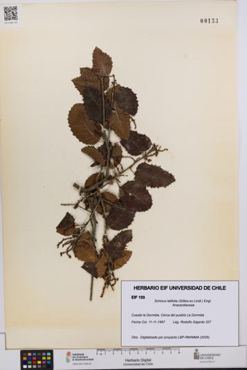 Schinus latifolia [Espécimen: UCH:EIF:0000133]