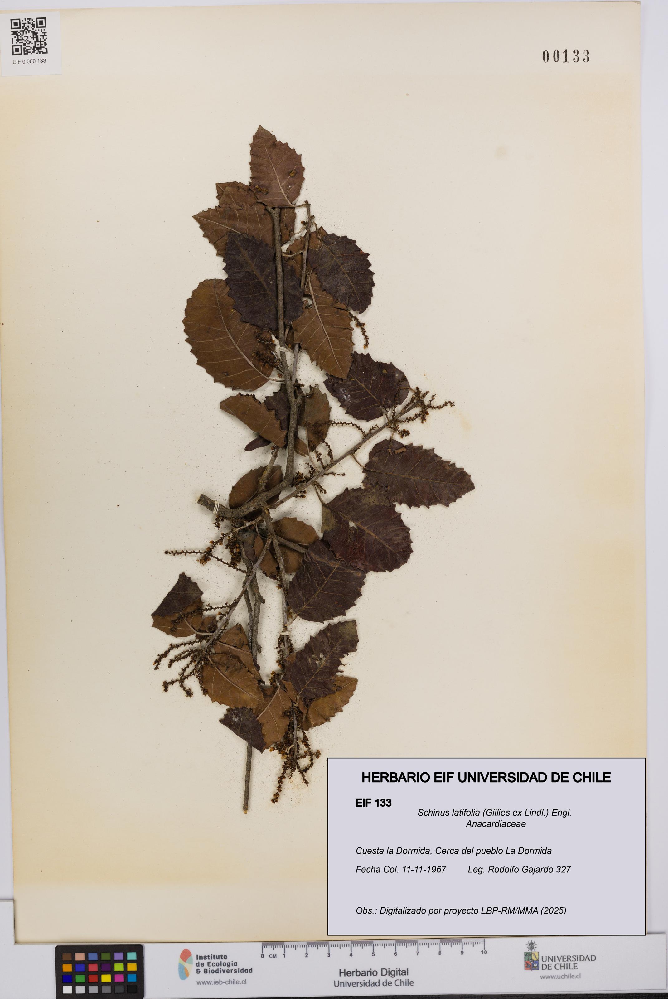 Schinus latifolia [Espécimen: UCH:EIF:0000133]