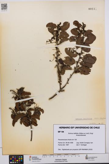 Schinus latifolia [Espécimen: UCH:EIF:0000134]