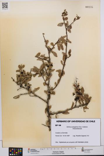 Schinus polygama [Espécimen: UCH:EIF:0000135]