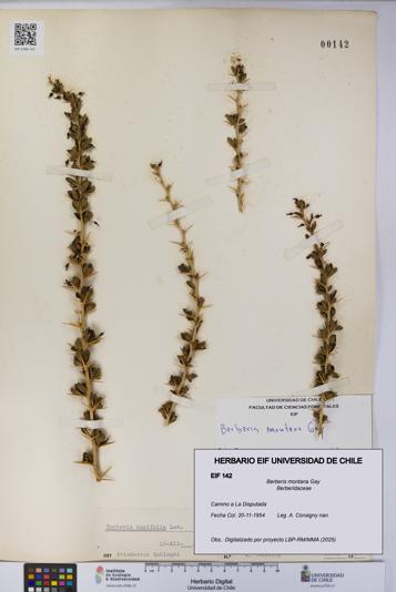 Berberis montana [Espécimen: UCH:EIF:0000142]