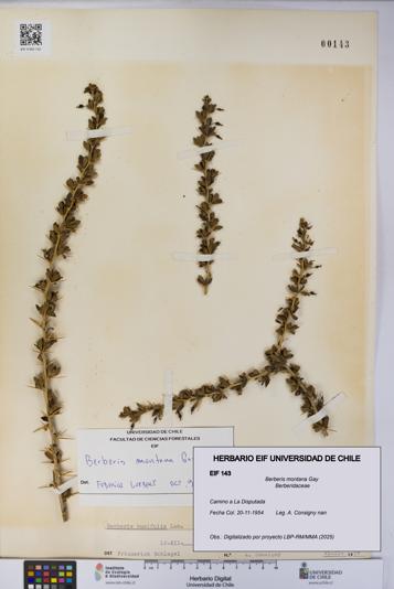 Berberis montana [Espécimen: UCH:EIF:0000143]