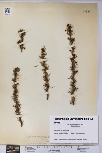 Berberis empetrifolia [Espécimen: UCH:EIF:0000152]