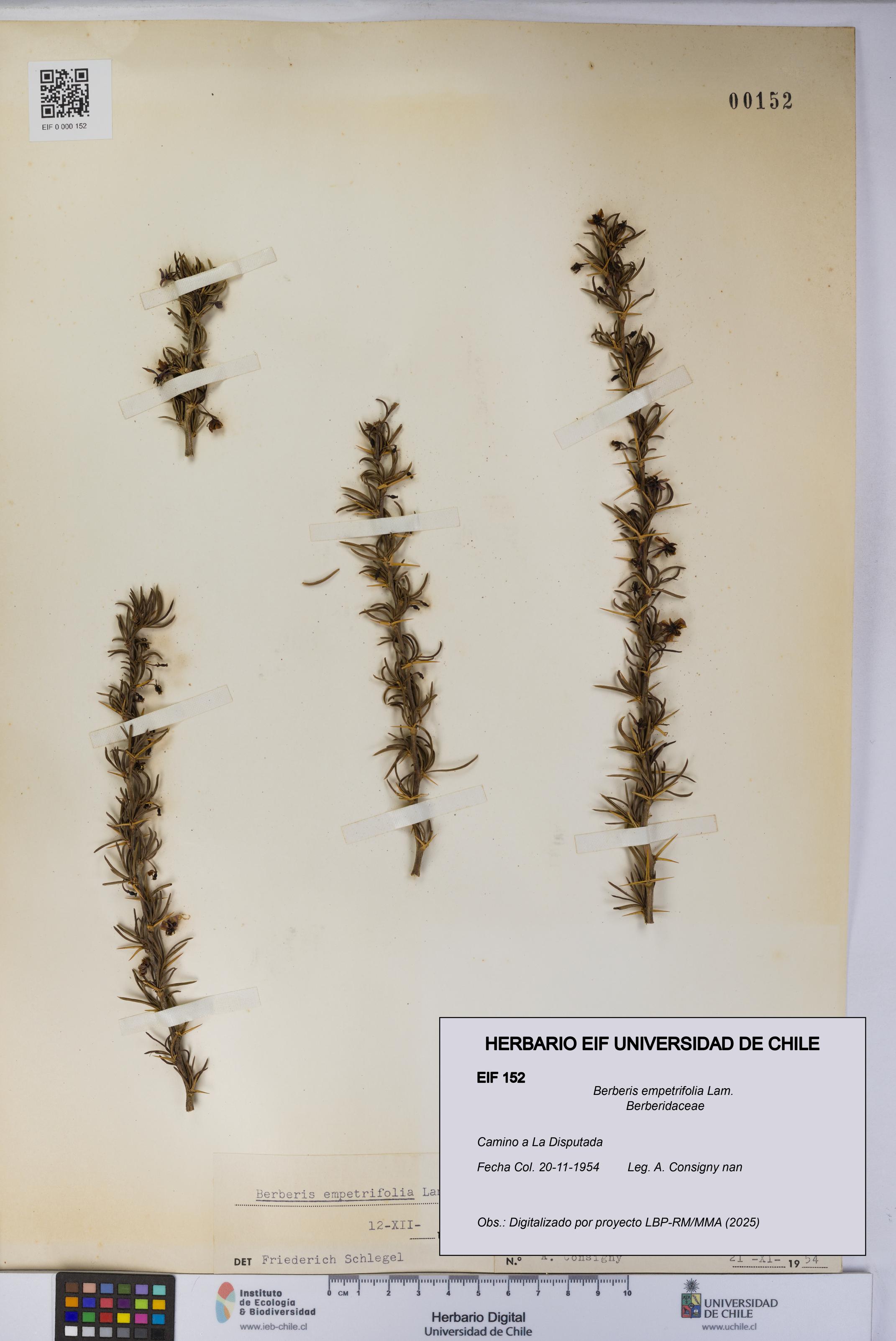Berberis empetrifolia [Espécimen: UCH:EIF:0000152]