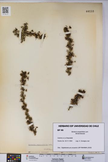 Berberis empetrifolia [Espécimen: UCH:EIF:0000153]