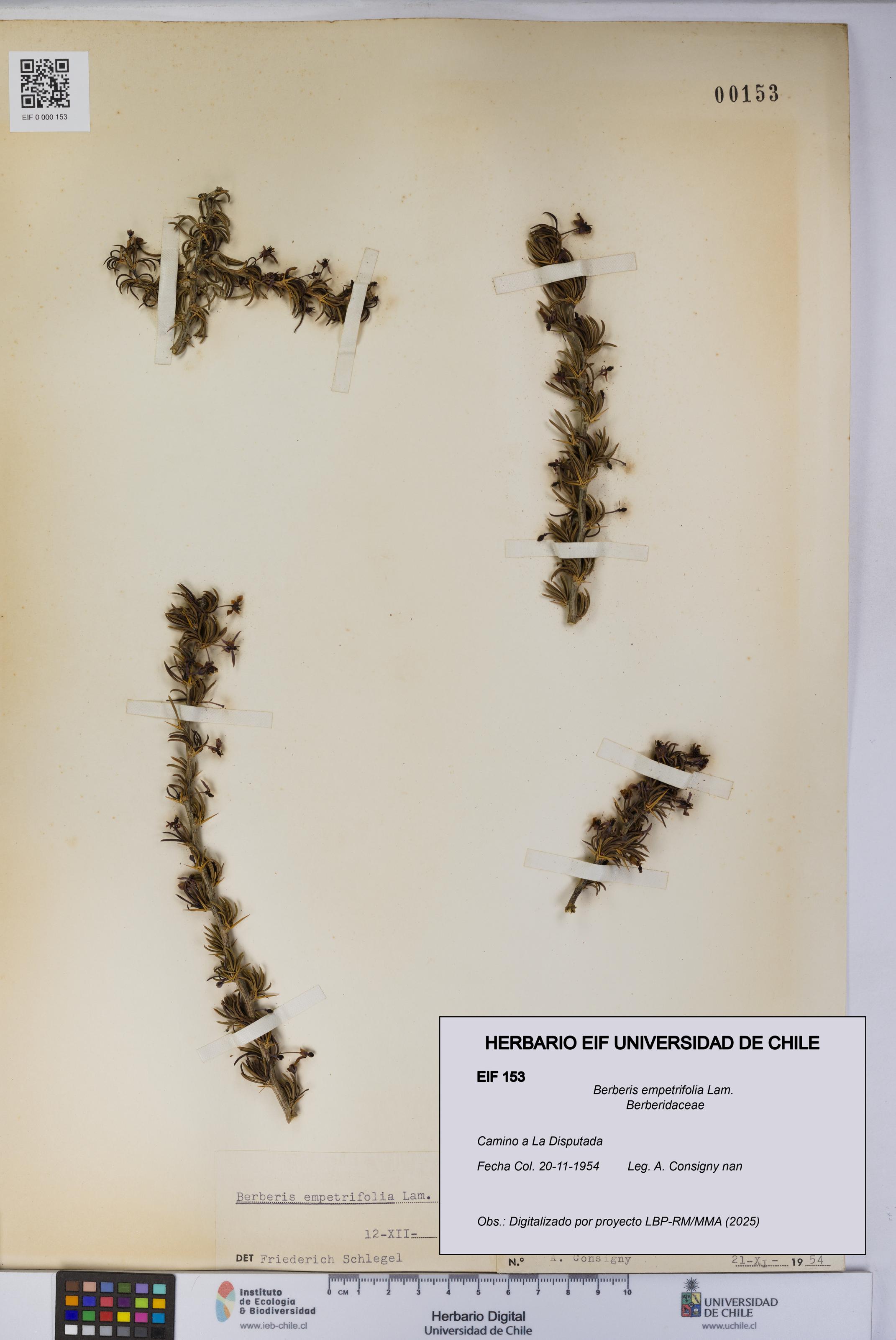 Berberis empetrifolia [Espécimen: UCH:EIF:0000153]