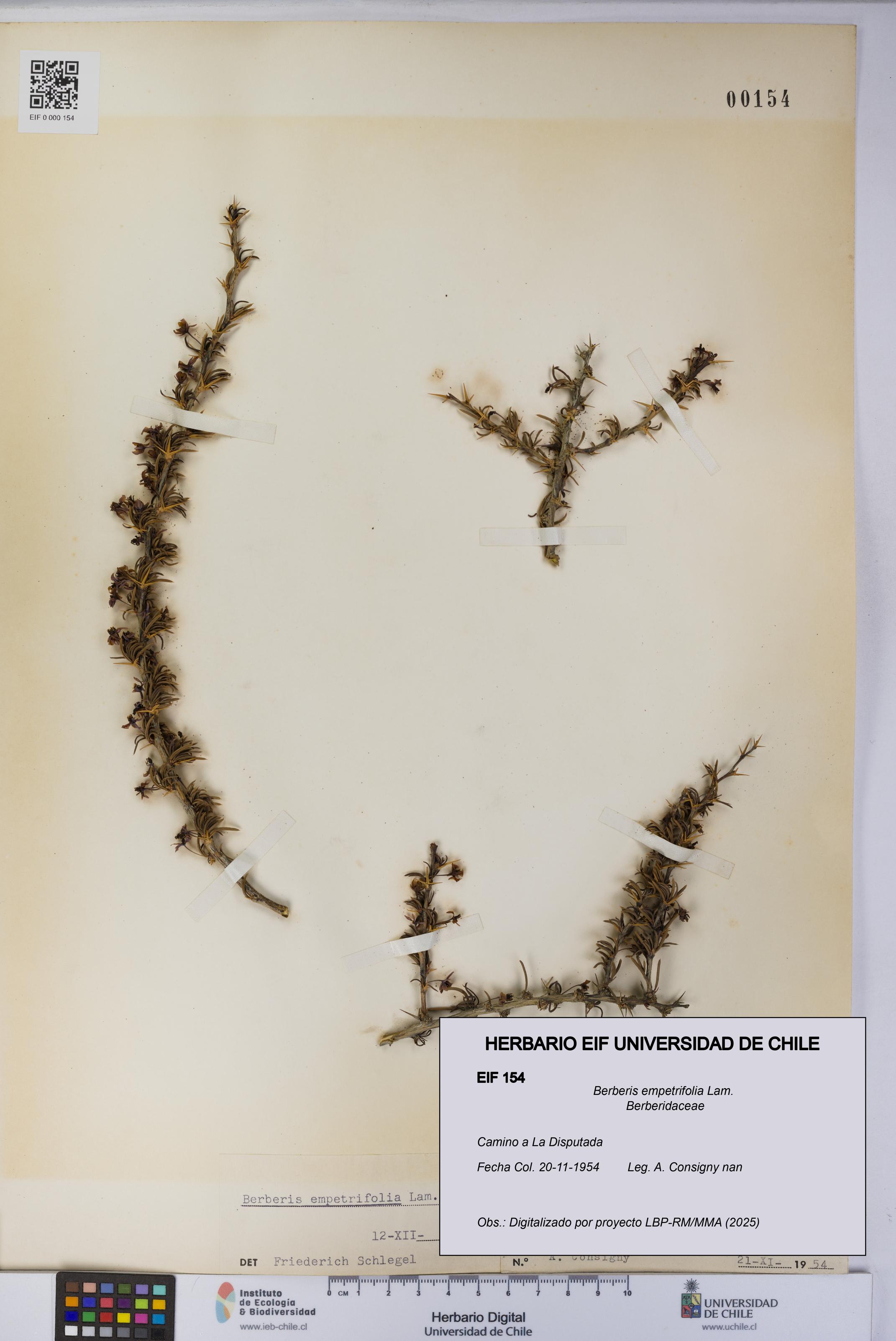 Berberis empetrifolia [Espécimen: UCH:EIF:0000154]