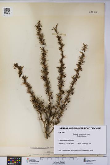 Berberis empetrifolia [Espécimen: UCH:EIF:0000155]