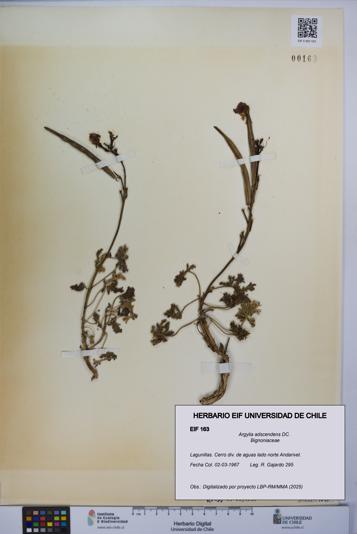 Argylia adscendens [Espécimen: UCH:EIF:0000163]