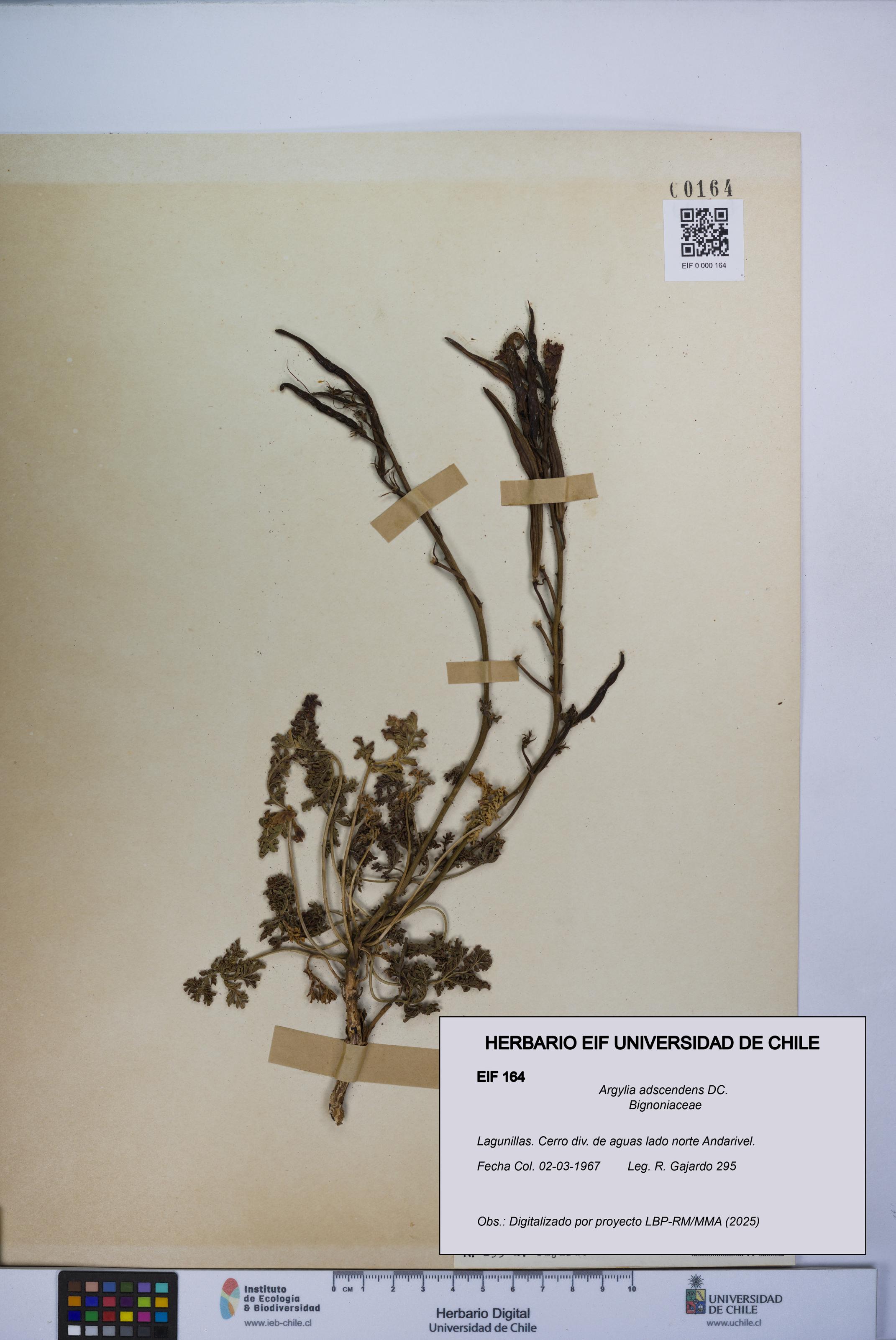 Argylia adscendens [Espécimen: UCH:EIF:0000164]