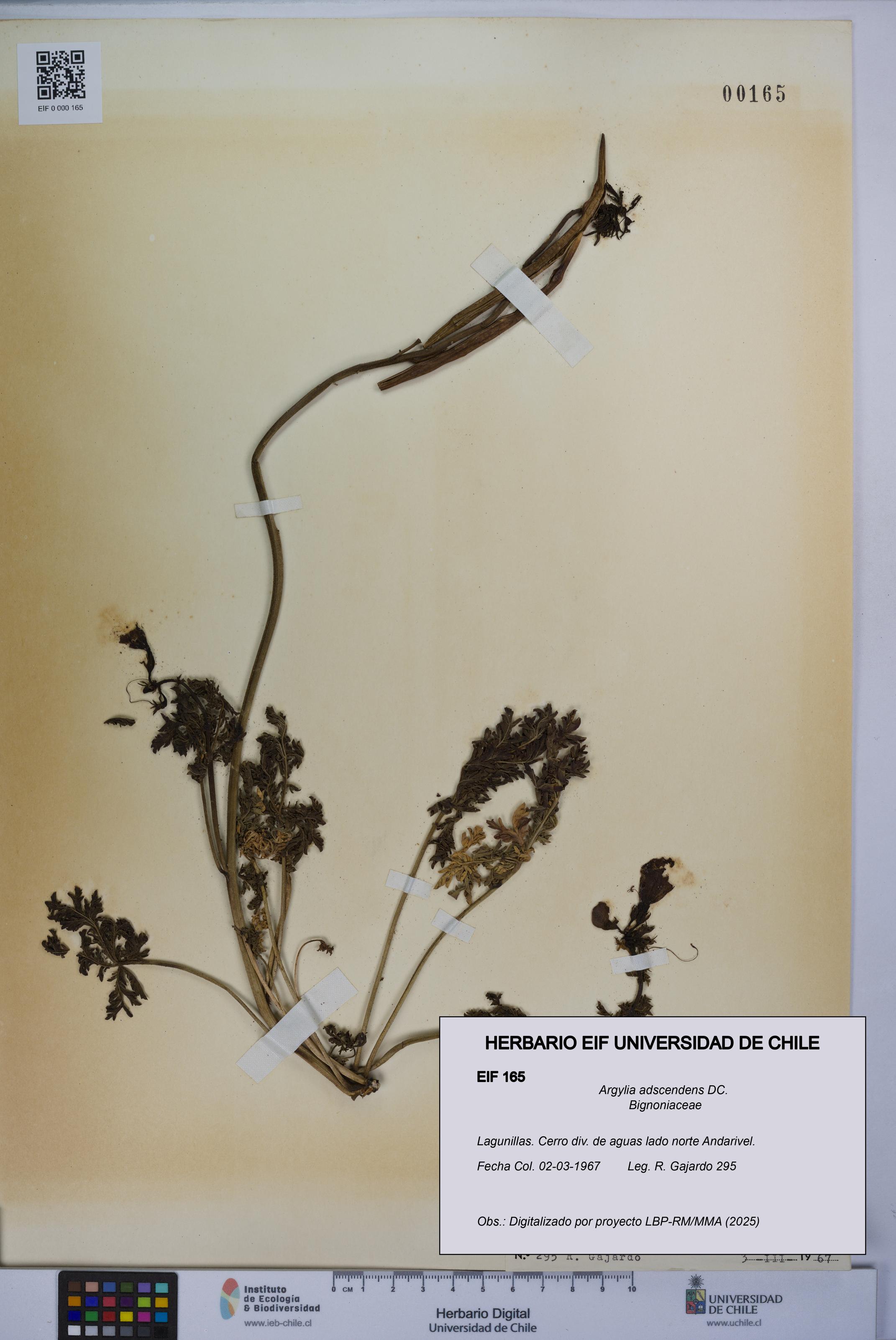 Argylia adscendens [Espécimen: UCH:EIF:0000165]