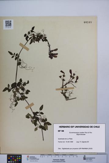 Eccremocarpus scaber [Espécimen: UCH:EIF:0000168]