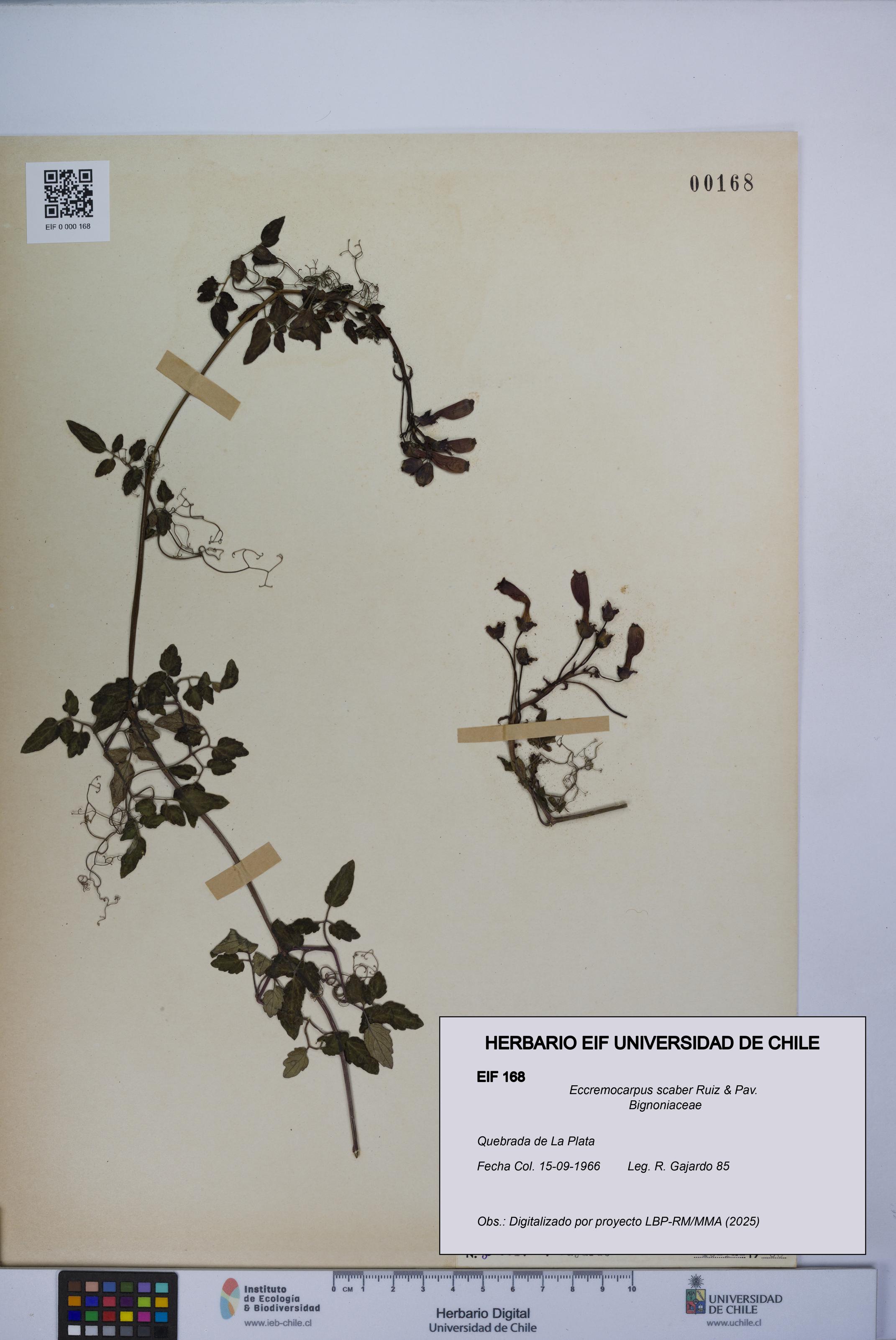 Eccremocarpus scaber [Espécimen: UCH:EIF:0000168]