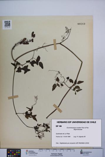 Eccremocarpus scaber [Espécimen: UCH:EIF:0000169]