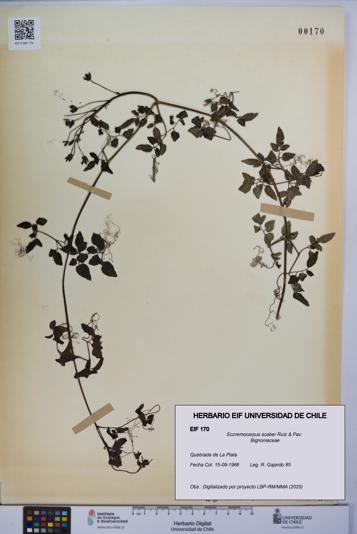 Eccremocarpus scaber [Espécimen: UCH:EIF:0000170]