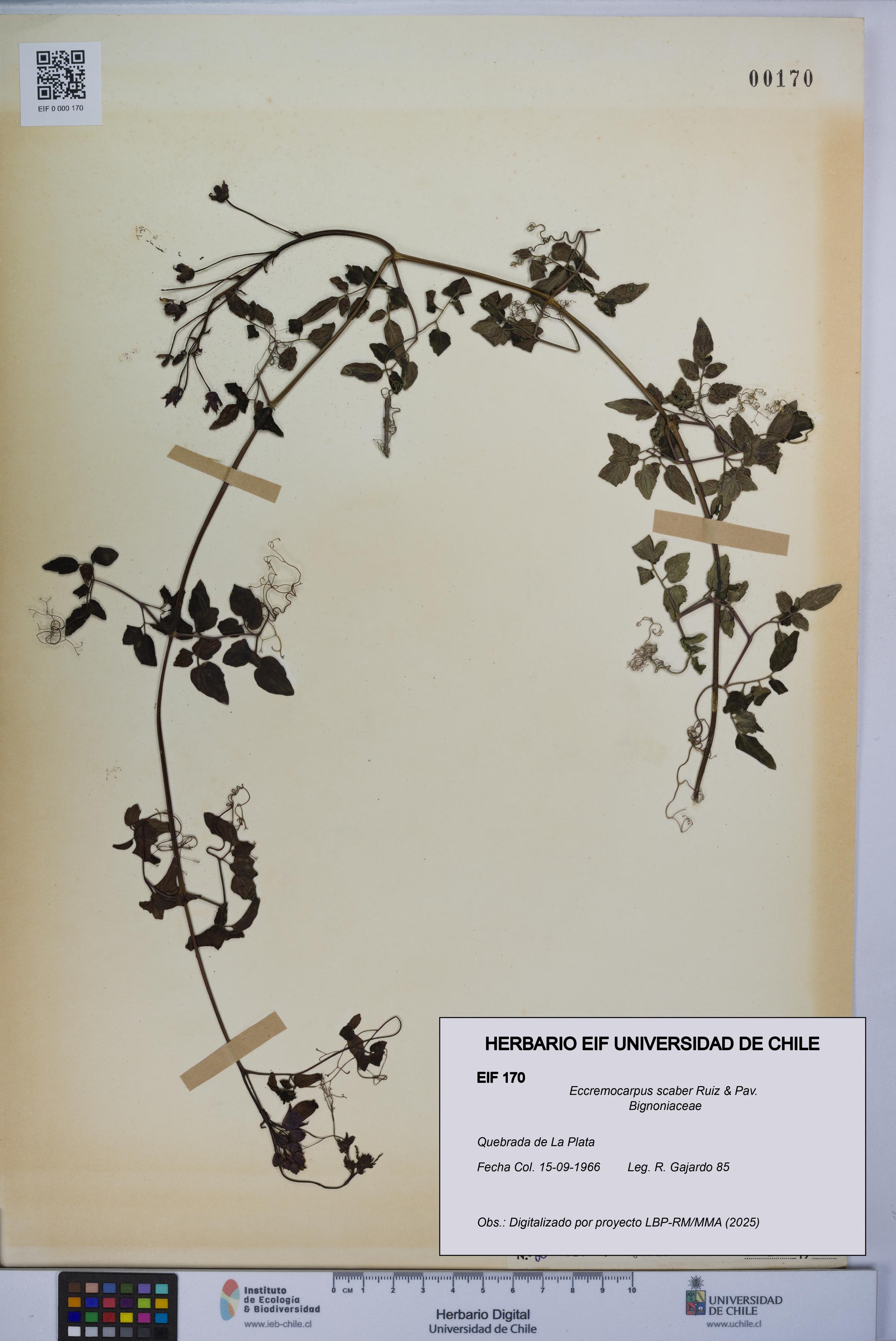 Eccremocarpus scaber [Espécimen: UCH:EIF:0000170]