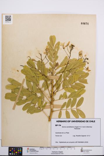 Senna candolleana [Espécimen: UCH:EIF:0000174]