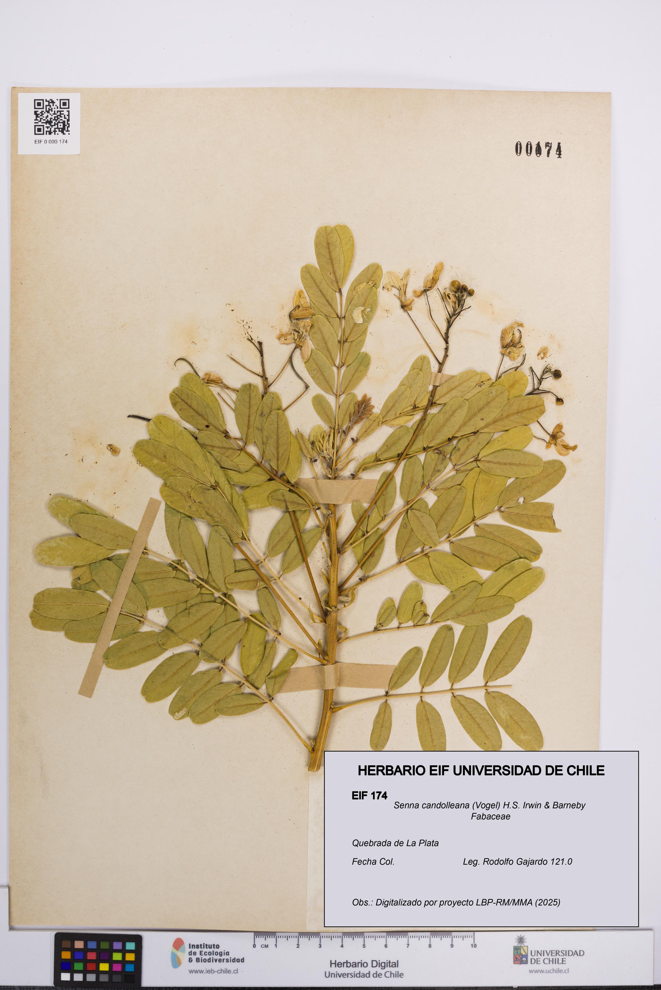 Senna candolleana [Espécimen: UCH:EIF:0000174]