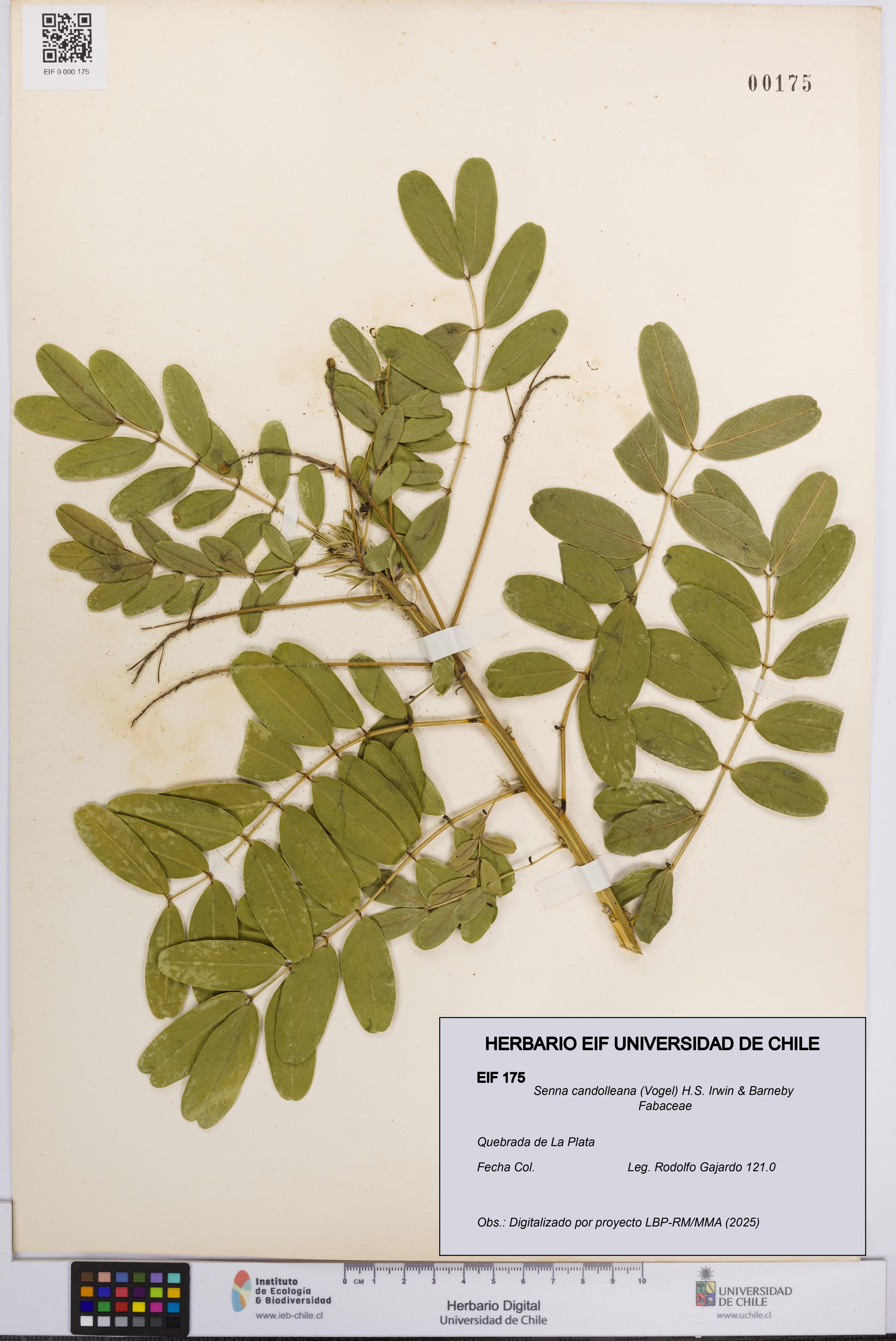 Senna candolleana [Espécimen: UCH:EIF:0000175]