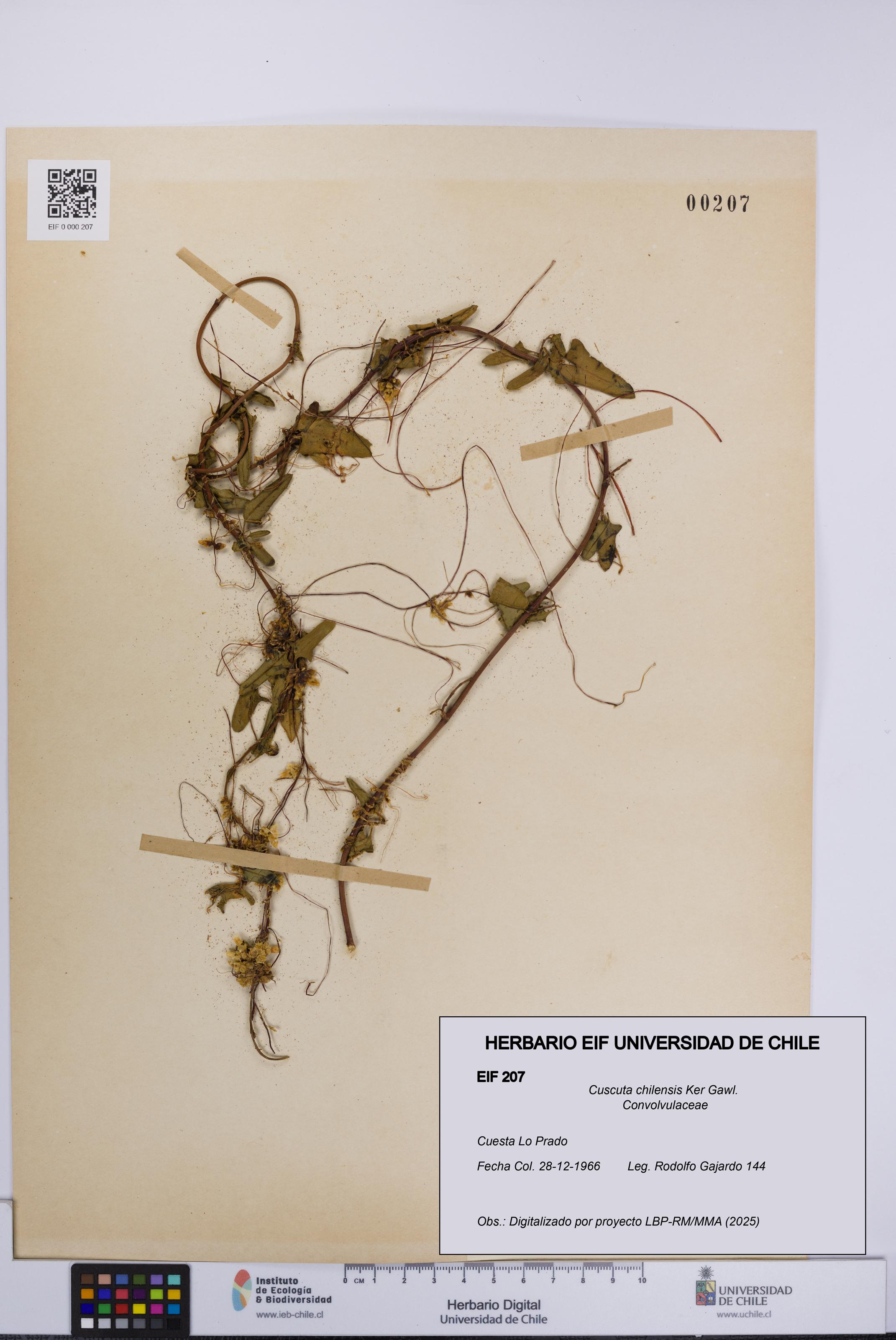 Cuscuta chilensis [Espécimen: UCH:EIF:0000207]