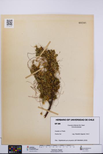 Cuscuta chilensis [Espécimen: UCH:EIF:0000208]