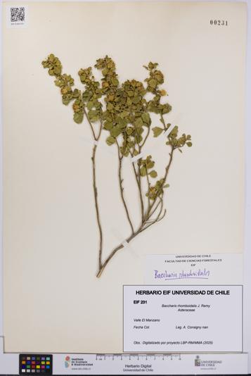 Baccharis rhomboidalis [Espécimen: UCH:EIF:0000231]