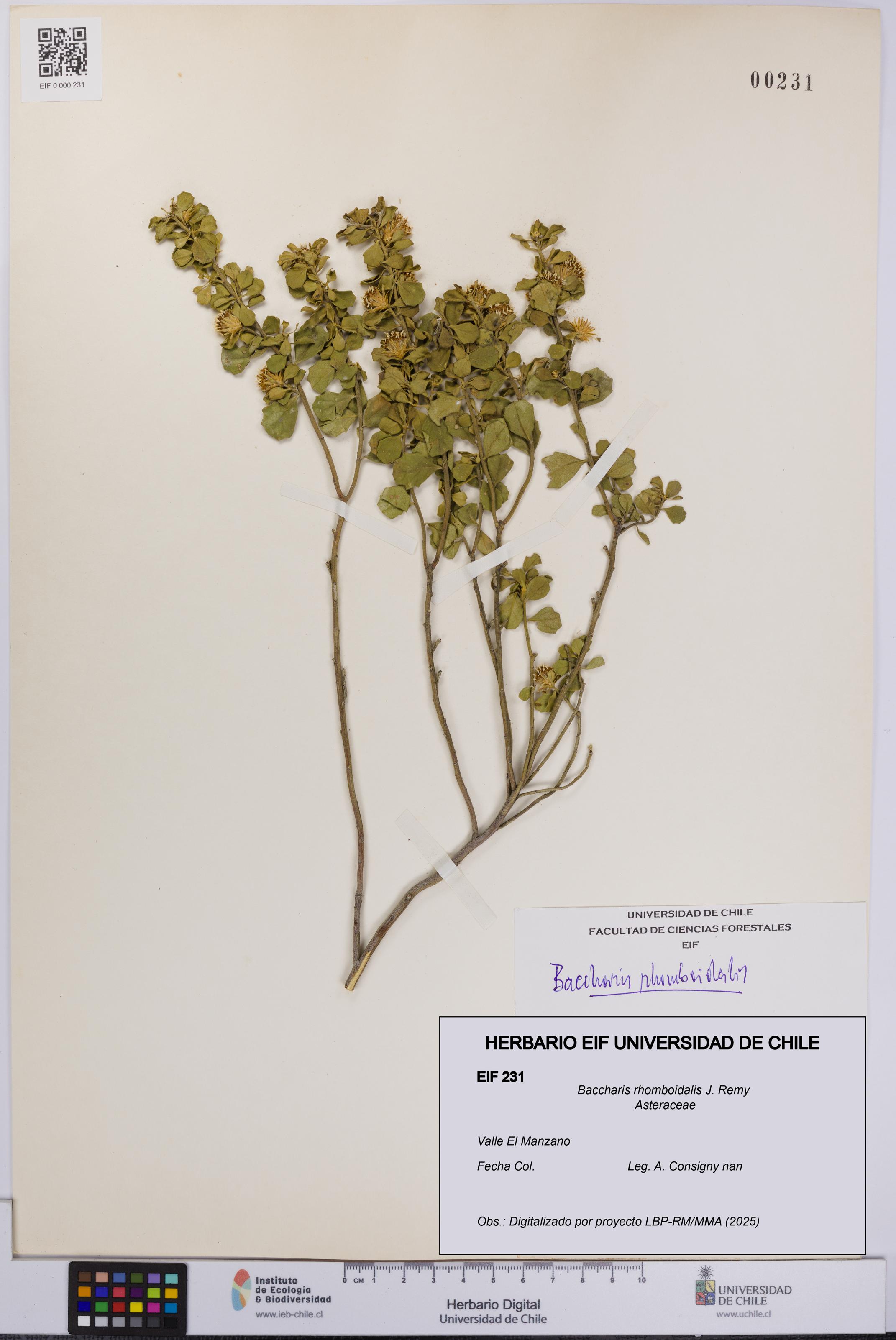 Baccharis rhomboidalis [Espécimen: UCH:EIF:0000231]