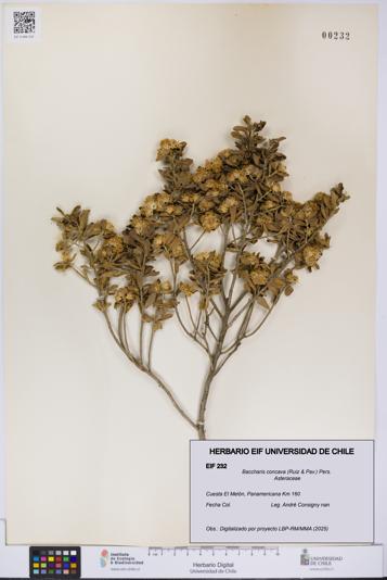 Baccharis concava [Espécimen: UCH:EIF:0000232]