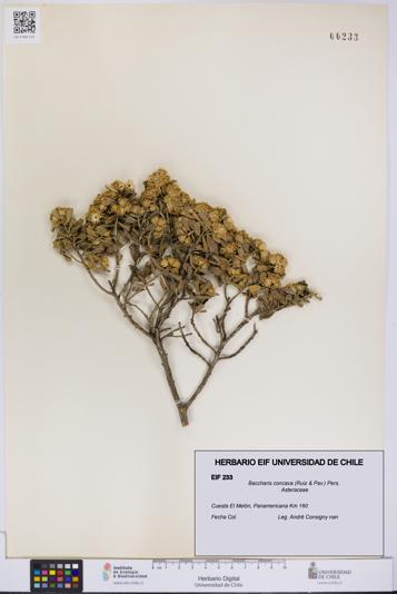 Baccharis concava [Espécimen: UCH:EIF:0000233]