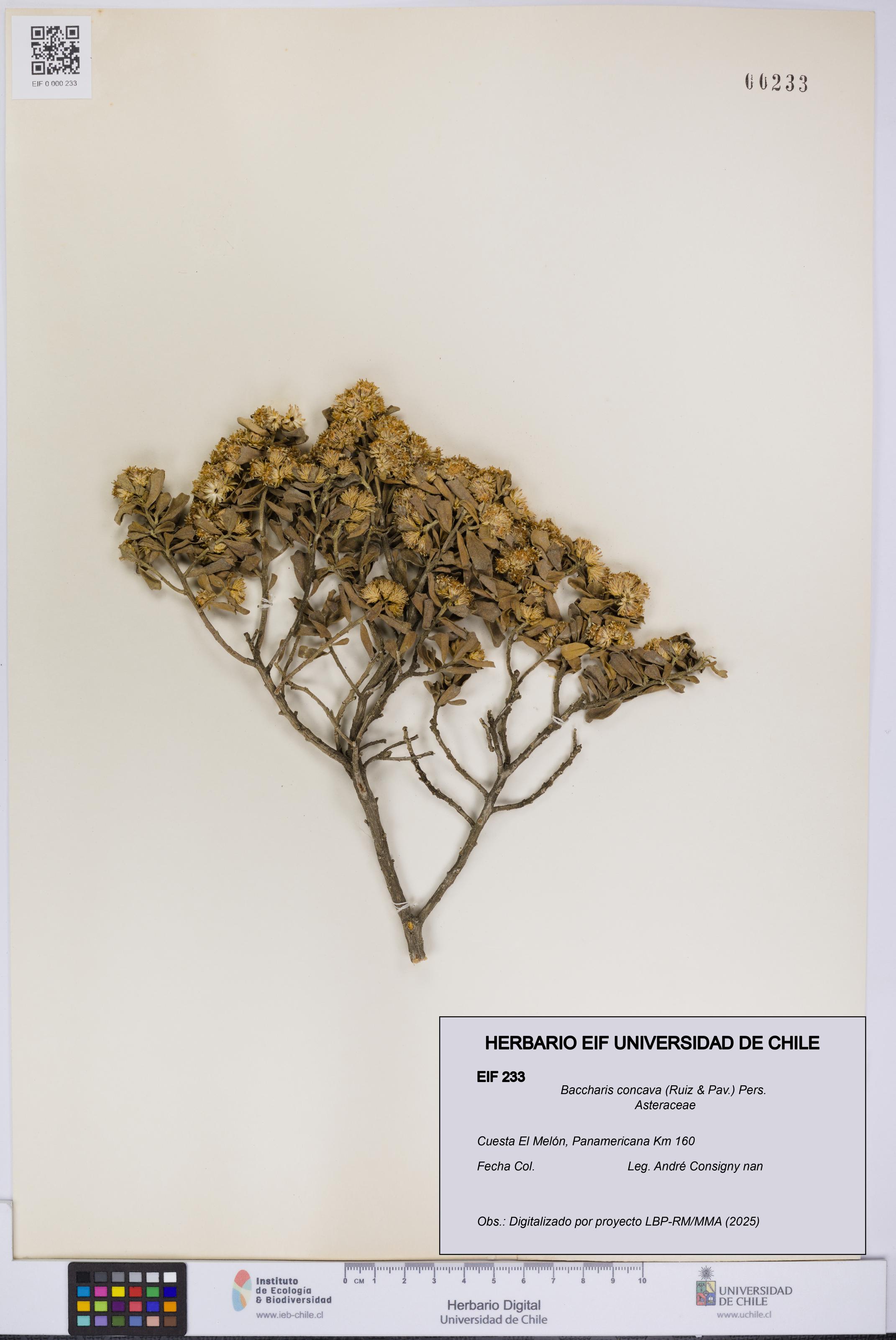 Baccharis concava [Espécimen: UCH:EIF:0000233]