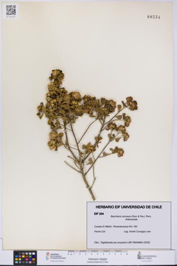 Baccharis concava [Espécimen: UCH:EIF:0000234]