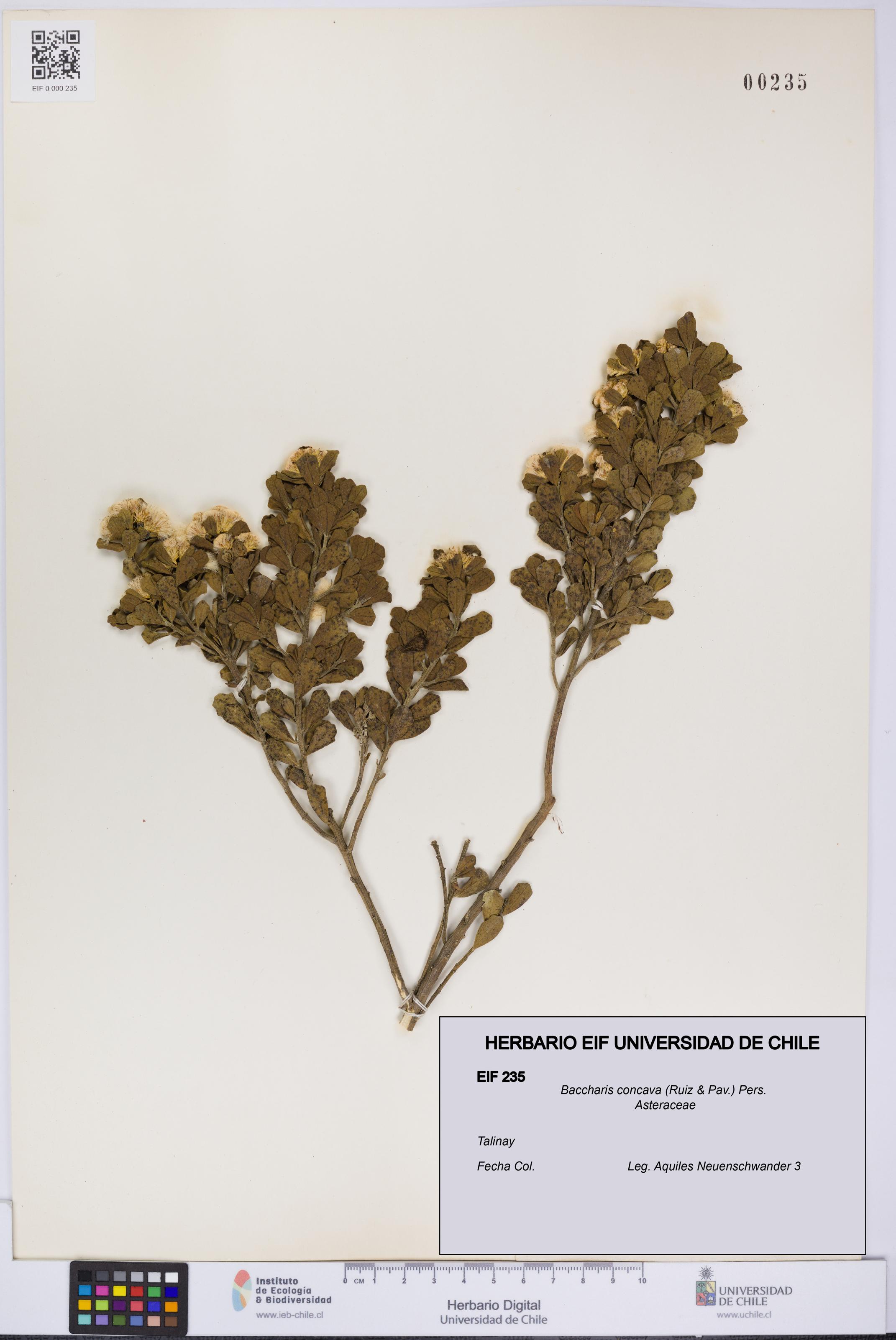 Baccharis concava [Espécimen: UCH:EIF:0000235]