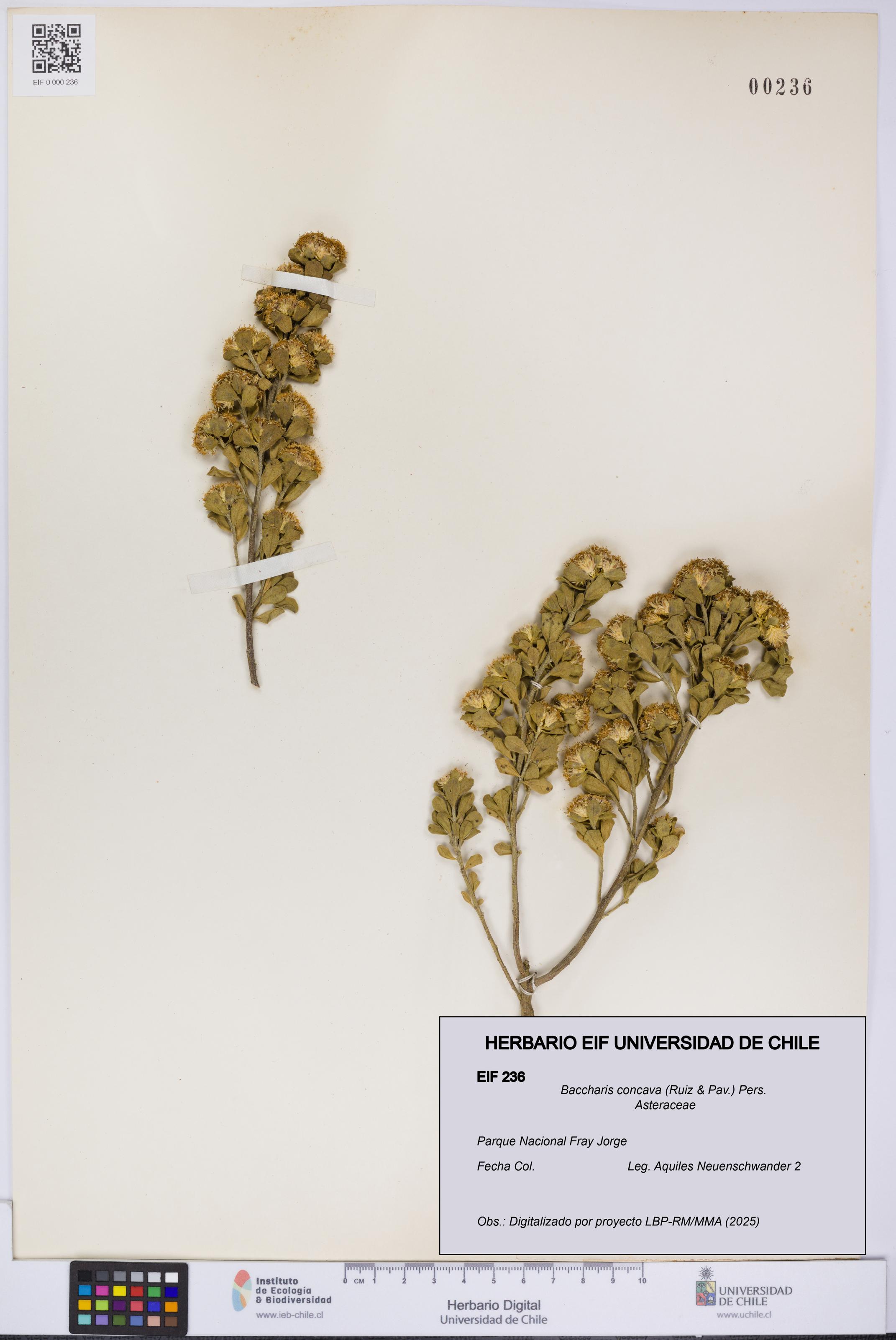 Baccharis concava [Espécimen: UCH:EIF:0000236]