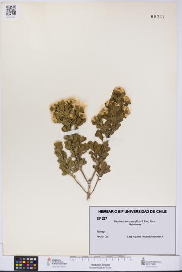 Baccharis concava [Espécimen: UCH:EIF:0000237]