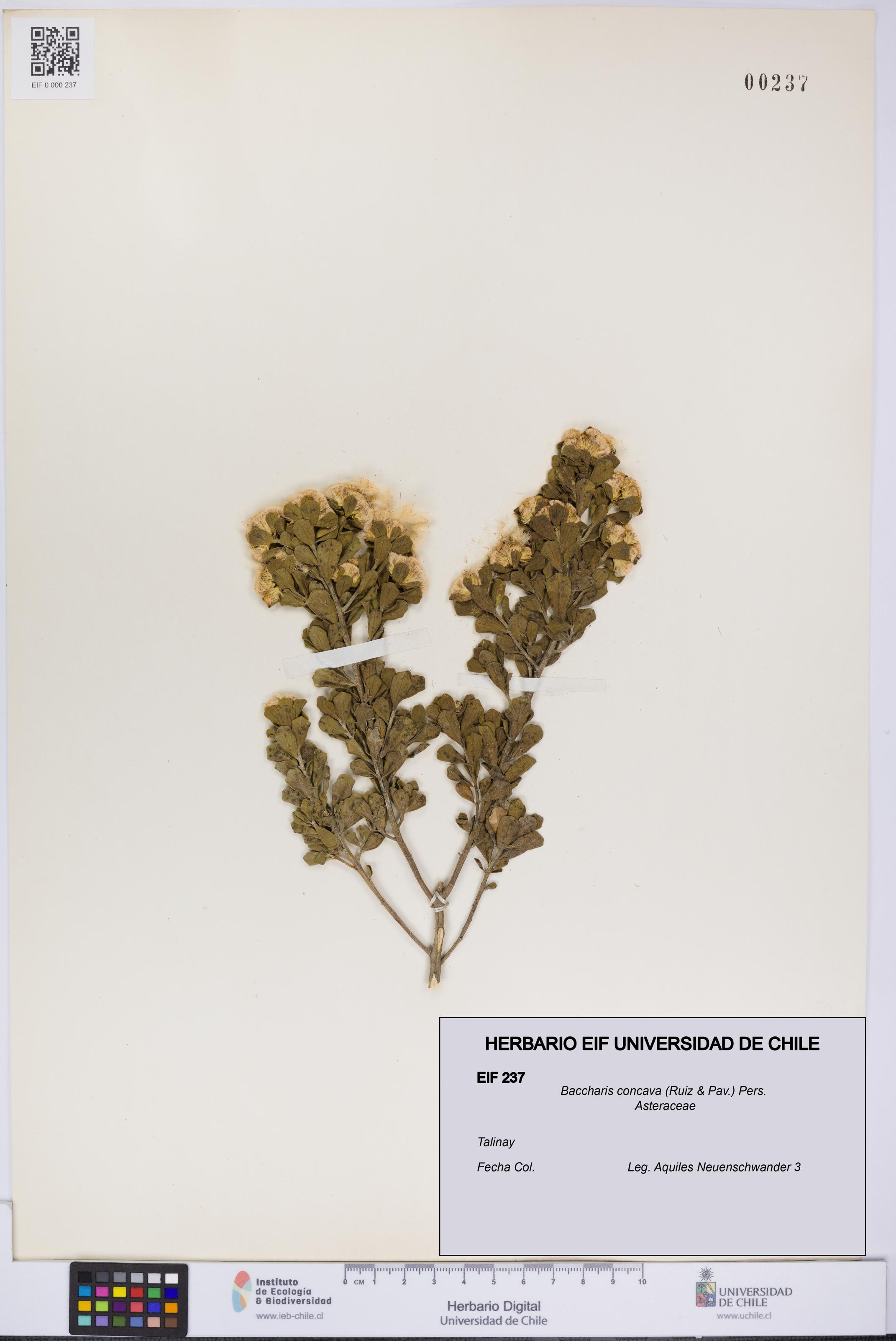 Baccharis concava [Espécimen: UCH:EIF:0000237]