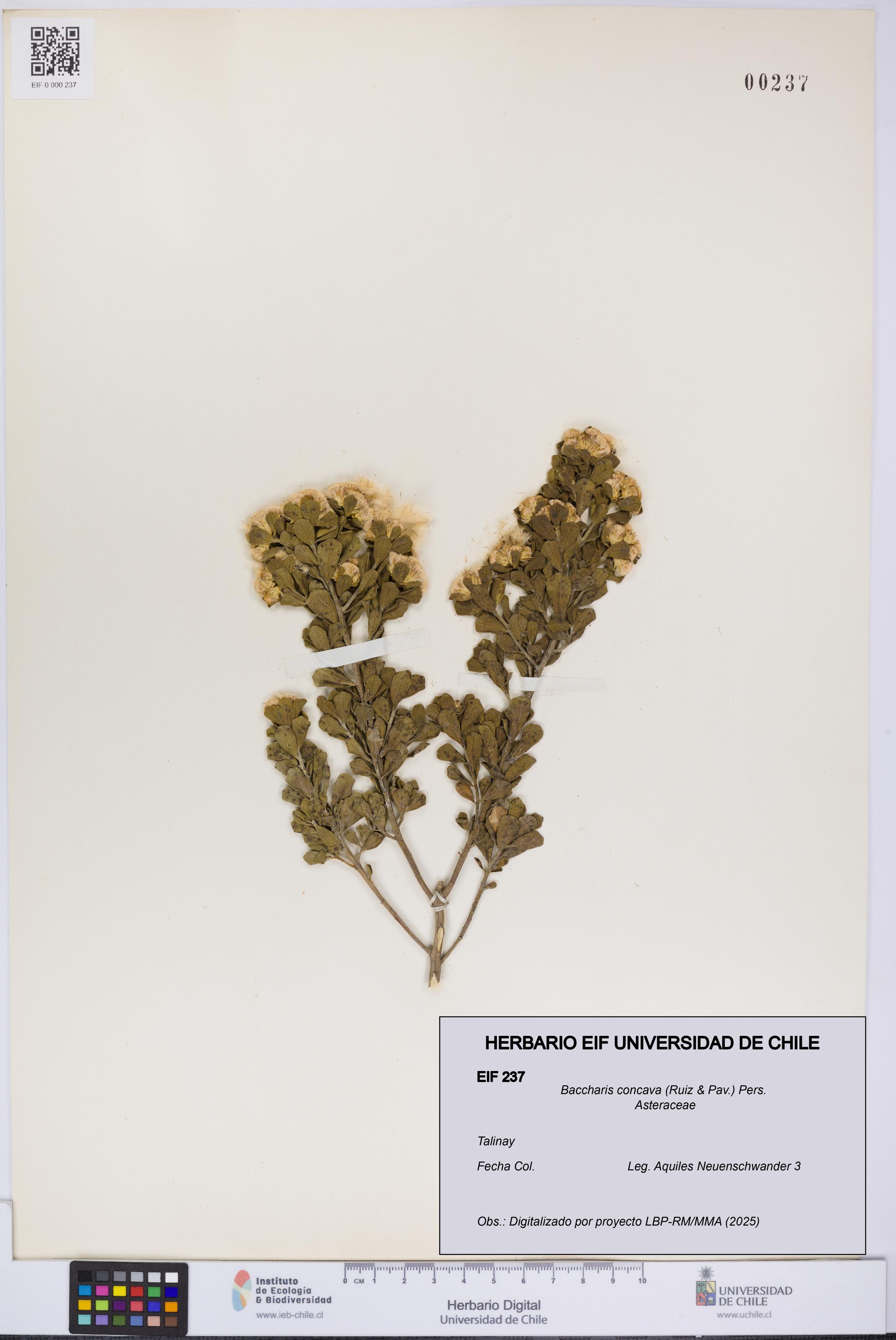 Baccharis concava [Espécimen: UCH:EIF:0000237]