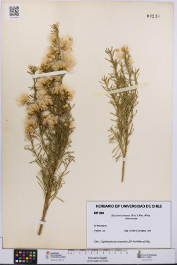 Baccharis linearis [Espécimen: UCH:EIF:0000238]