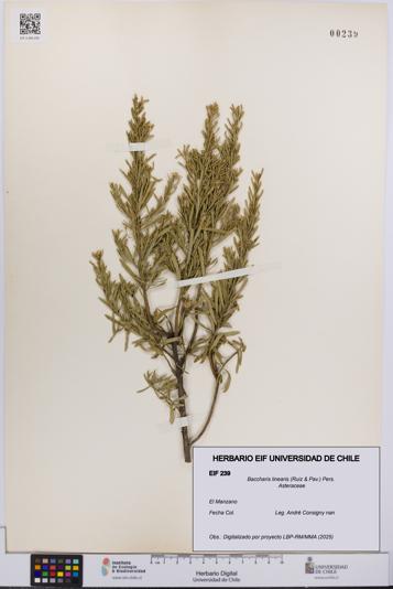 Baccharis linearis [Espécimen: UCH:EIF:0000239]