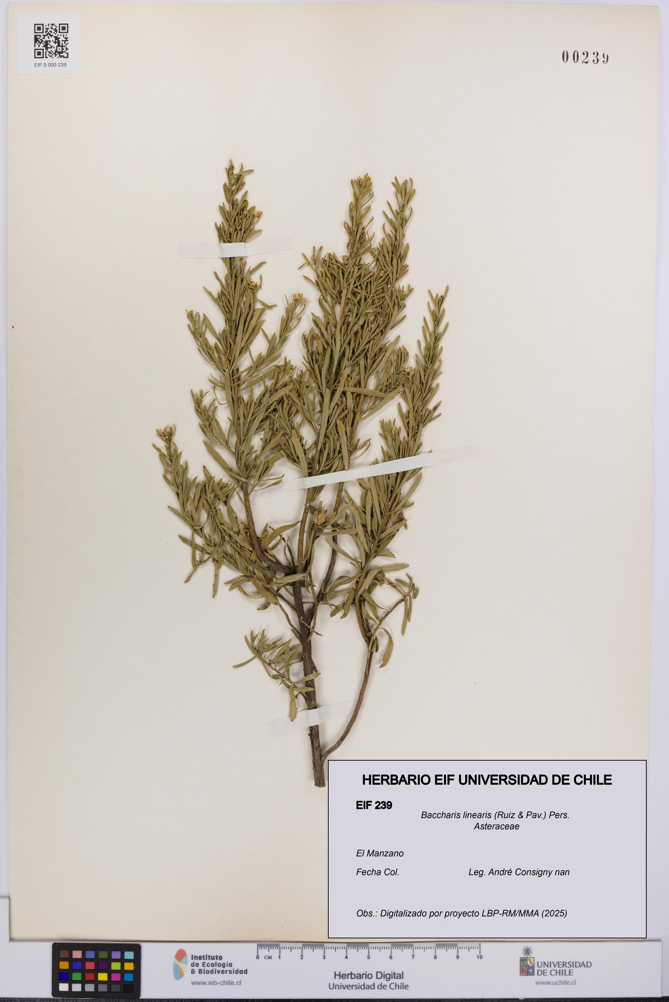 Baccharis linearis [Espécimen: UCH:EIF:0000239]
