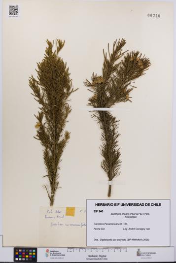 Baccharis linearis [Espécimen: UCH:EIF:0000240]