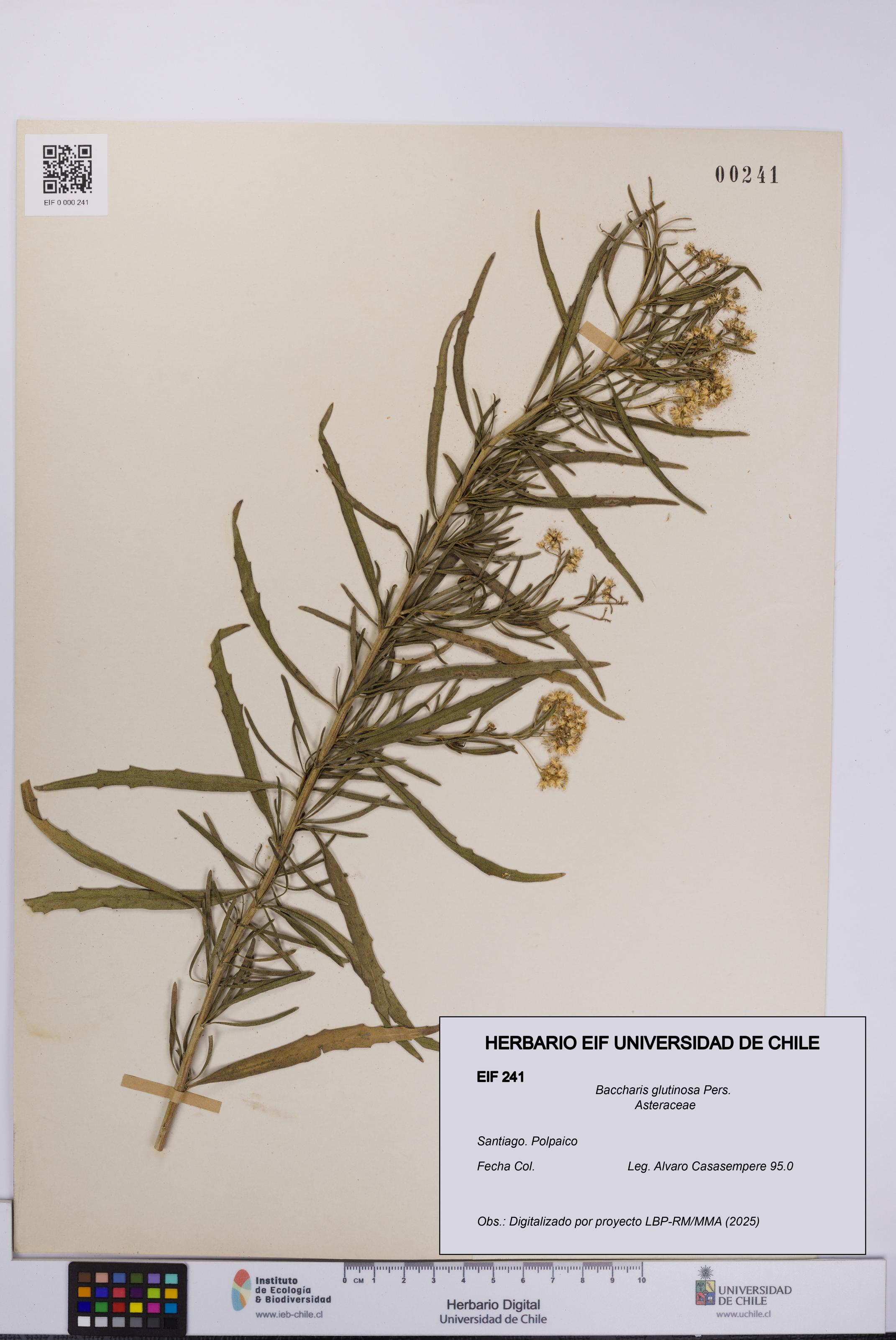 Baccharis glutinosa [Espécimen: UCH:EIF:0000241]