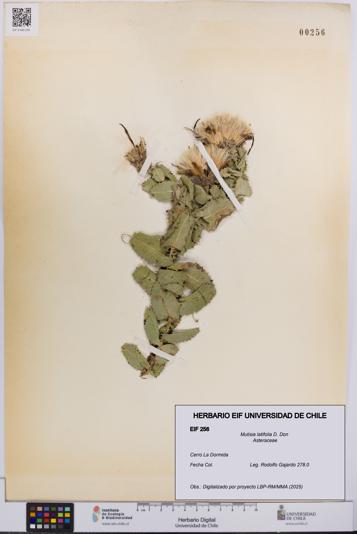 Mutisia latifolia [Espécimen: UCH:EIF:0000256]