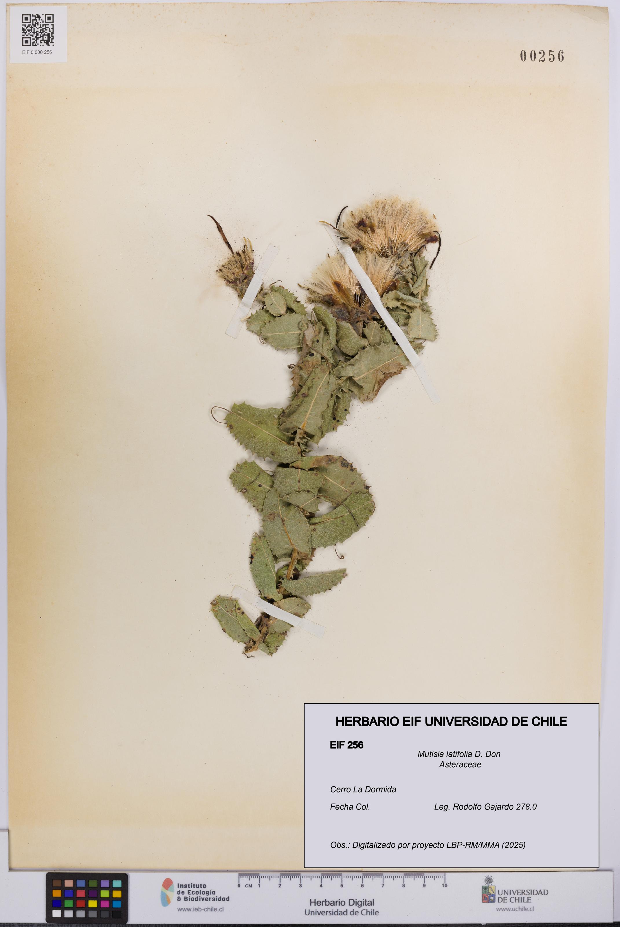 Mutisia latifolia [Espécimen: UCH:EIF:0000256]