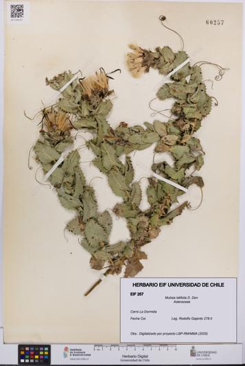 Mutisia latifolia [Espécimen: UCH:EIF:0000257]