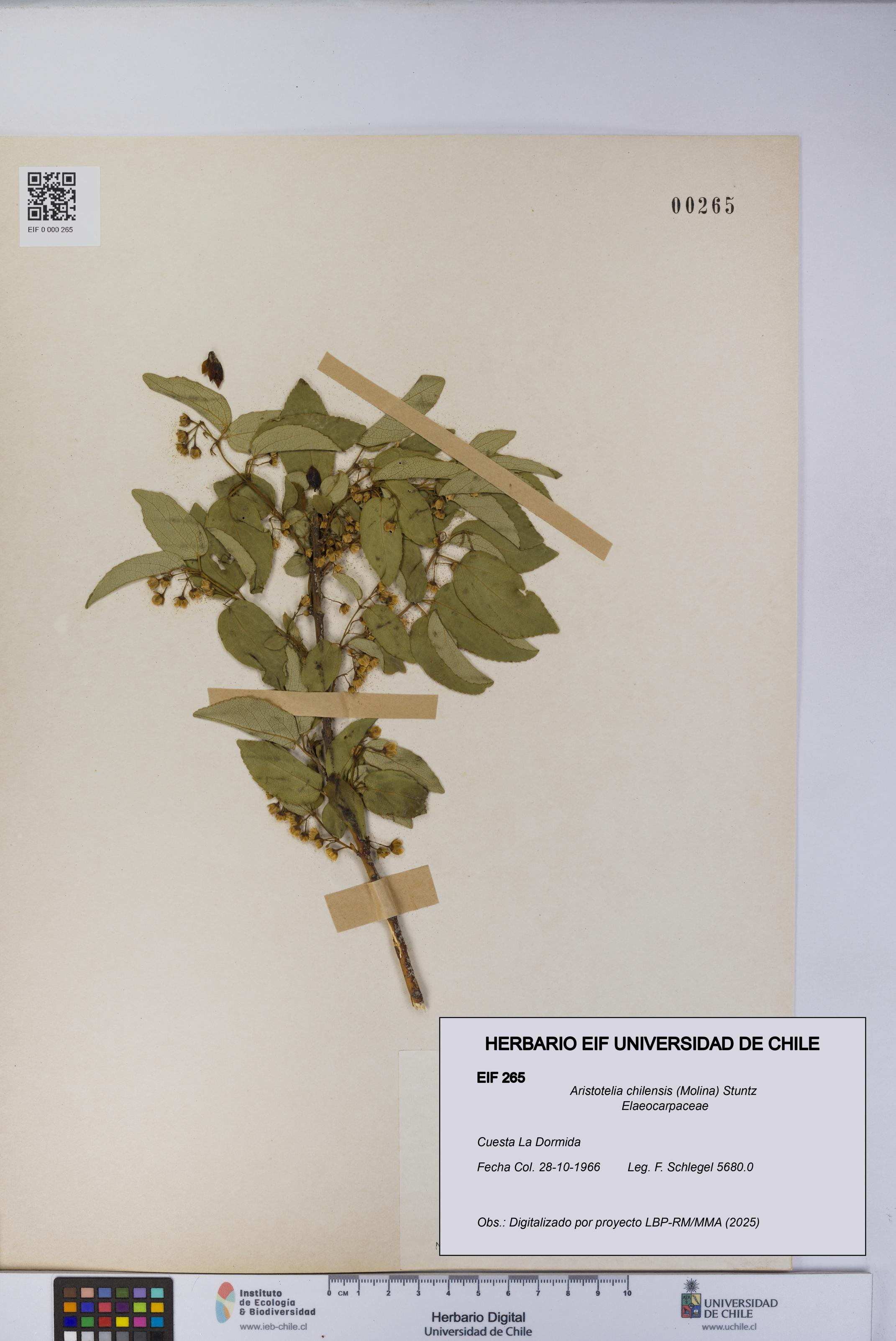 Aristotelia chilensis [Espécimen: UCH:EIF:0000265]