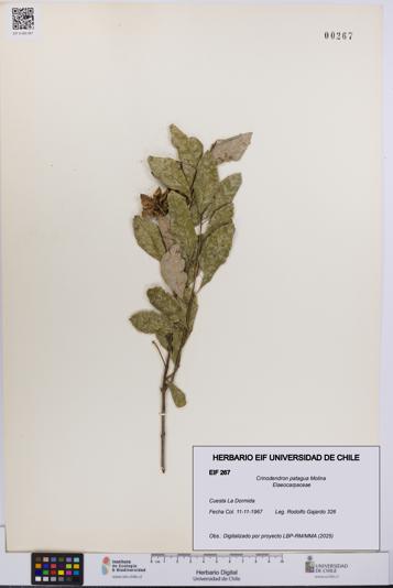 Crinodendron patagua [Espécimen: UCH:EIF:0000267]