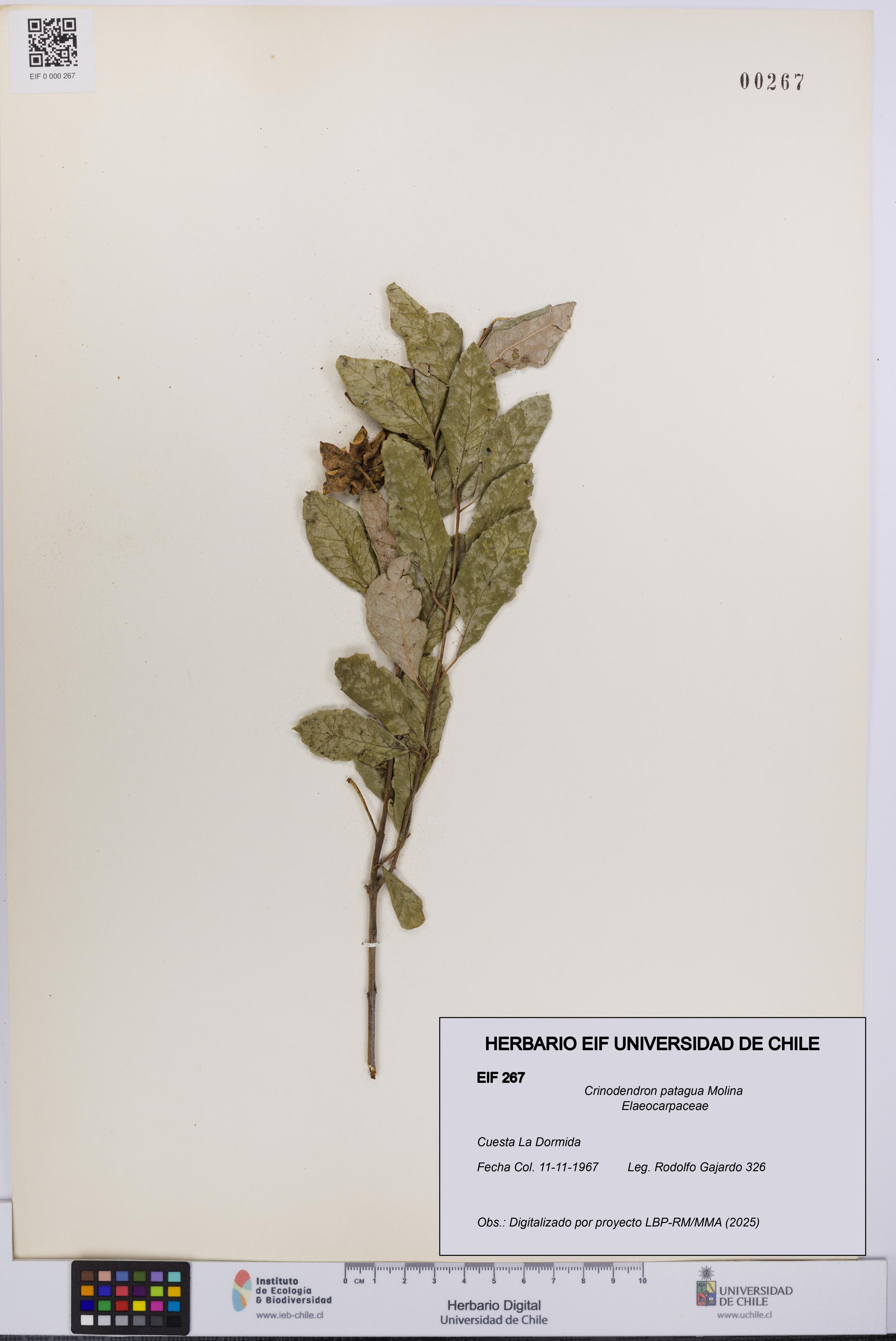 Crinodendron patagua [Espécimen: UCH:EIF:0000267]