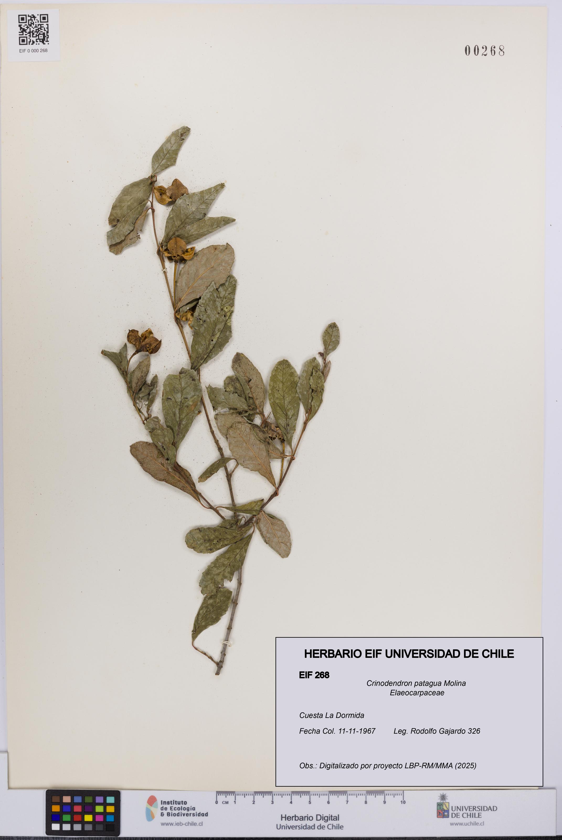 Crinodendron patagua [Espécimen: UCH:EIF:0000268]