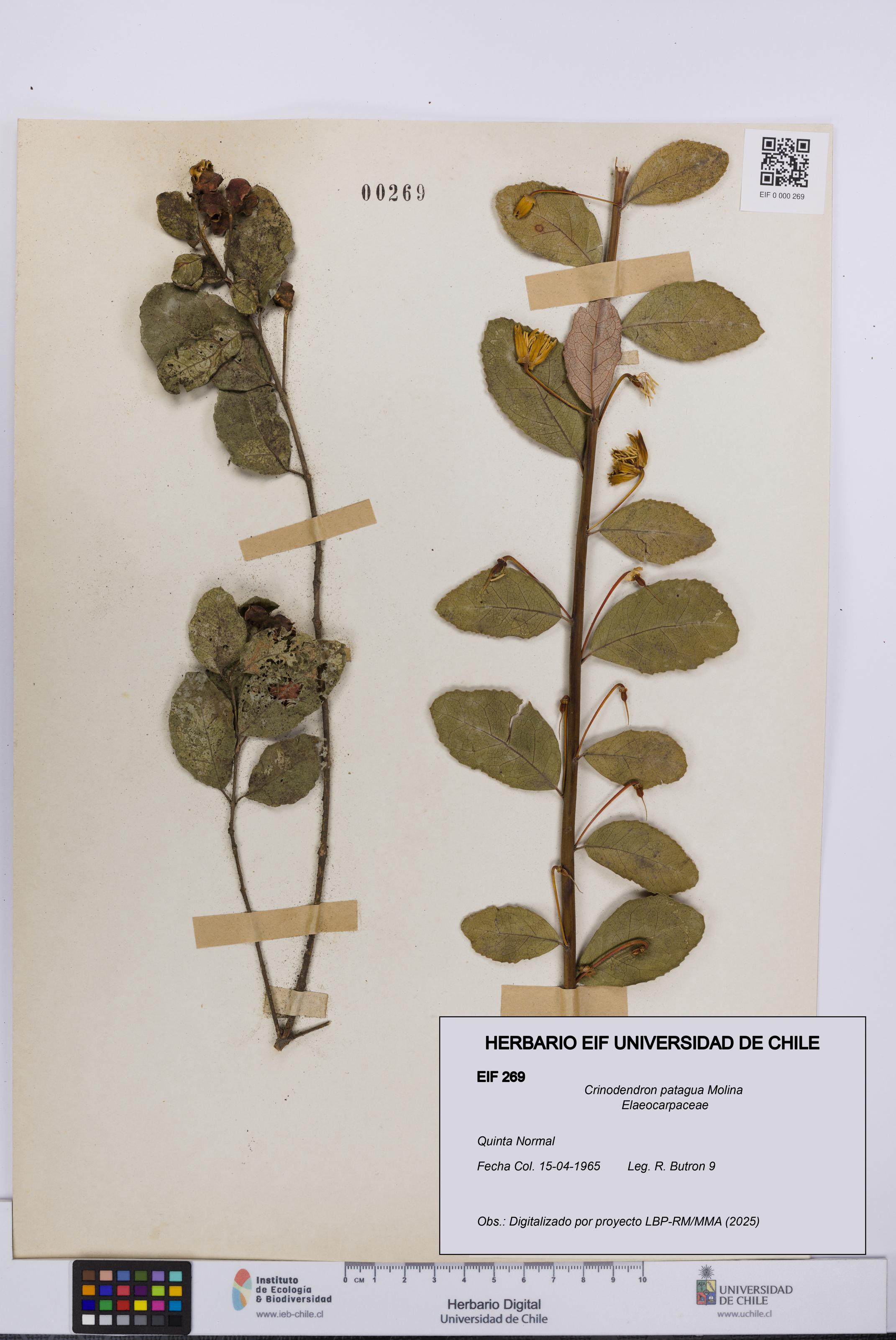 Crinodendron patagua [Espécimen: UCH:EIF:0000269]